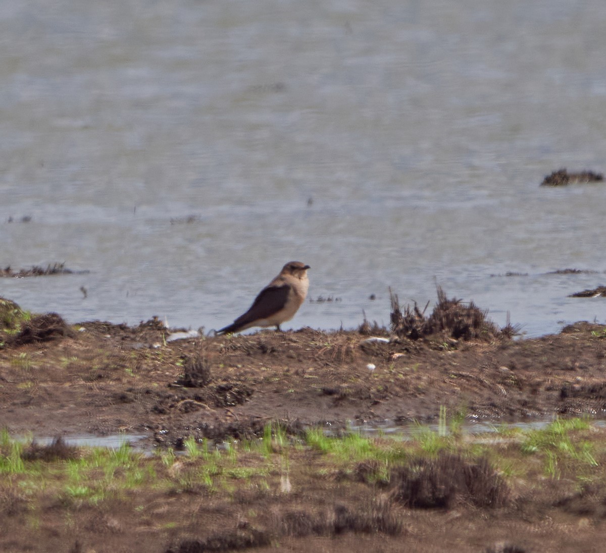 Oriental Pratincole - Sue McIlwraith