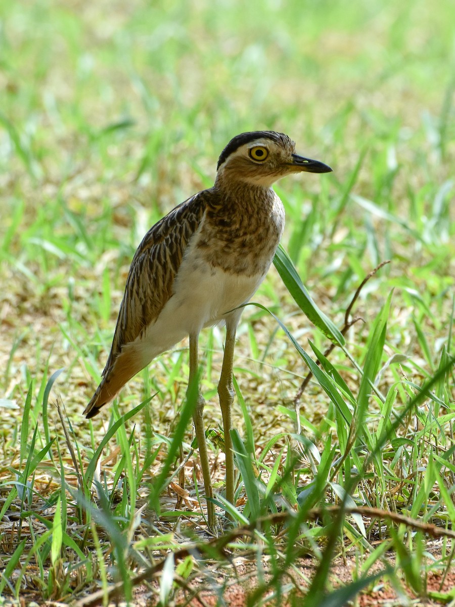 Double-striped Thick-knee - Antonio Ros