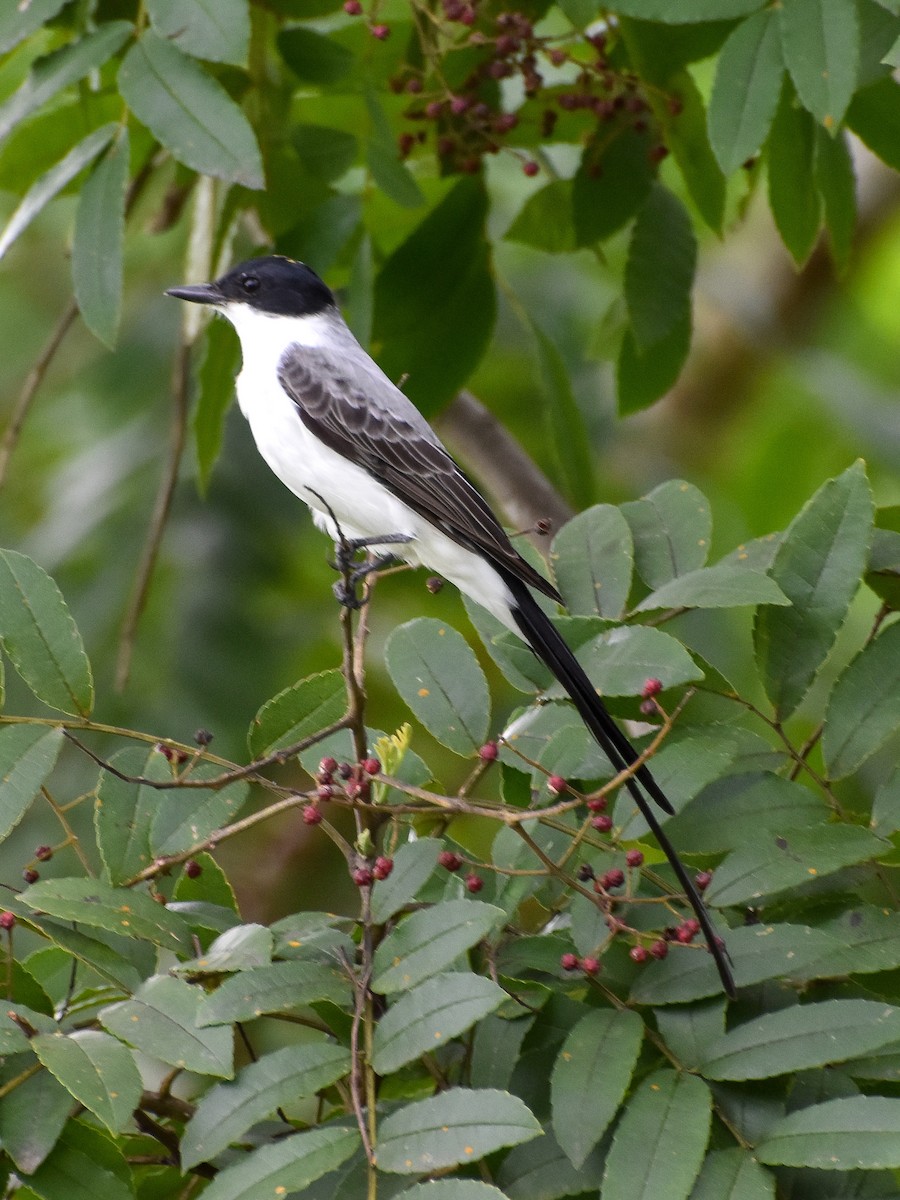 Fork-tailed Flycatcher - Antonio Ros