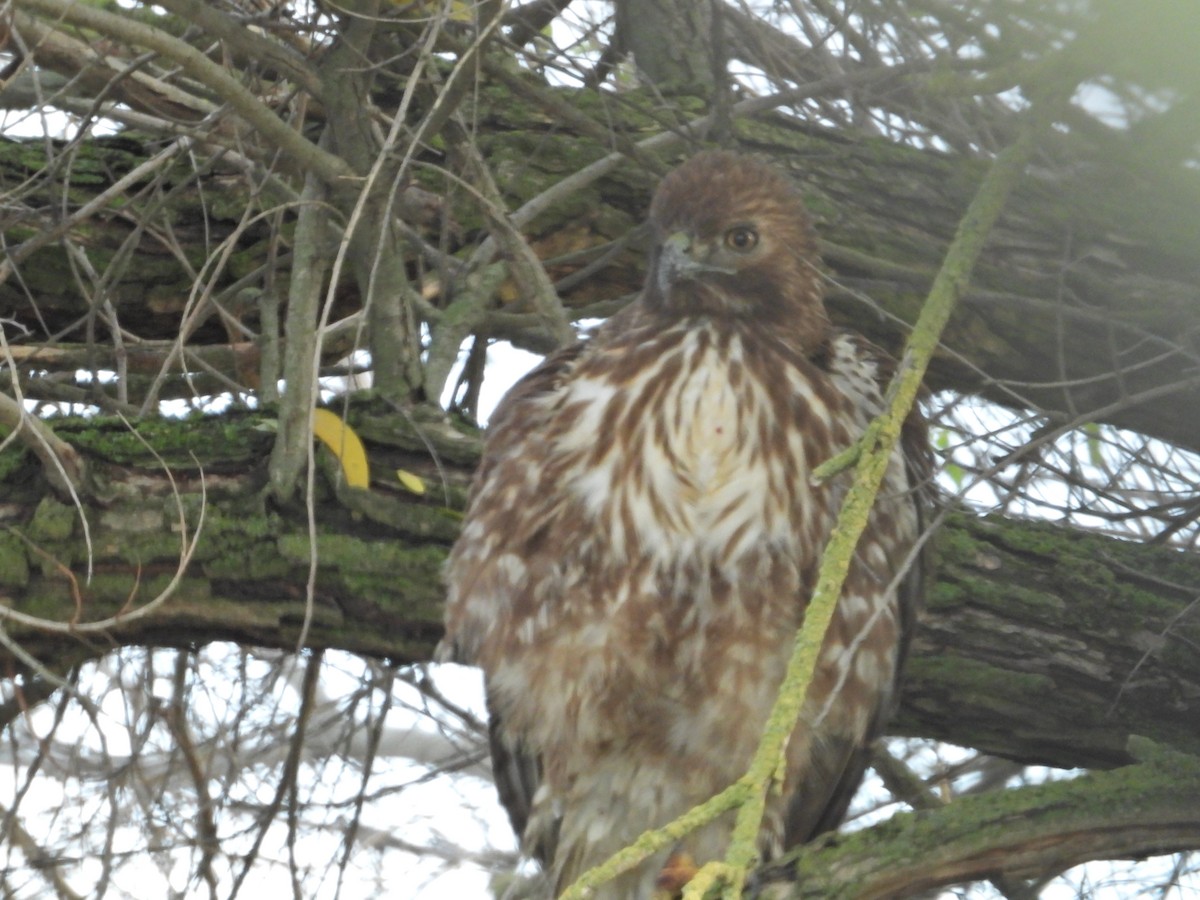 Red-shouldered Hawk - ML519320651