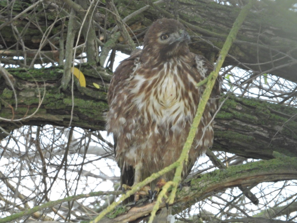 Red-shouldered Hawk - ML519320731