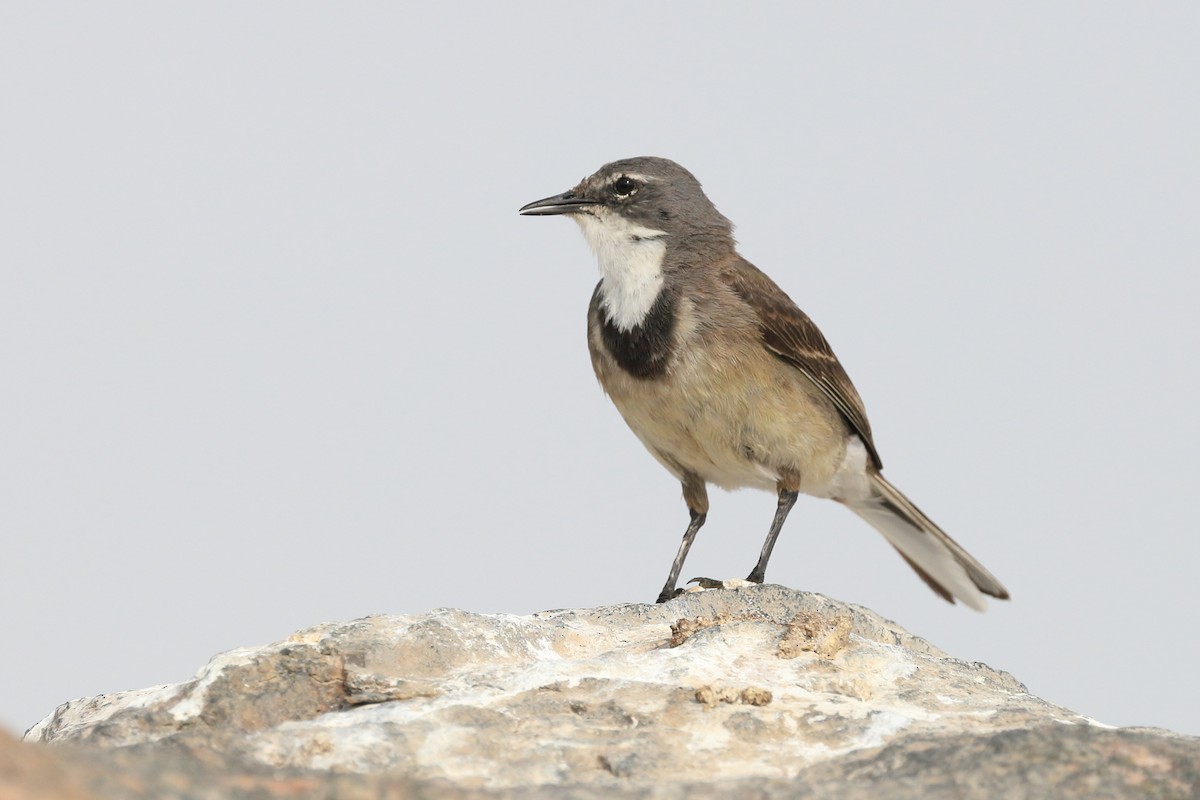 Cape Wagtail - ML519320801