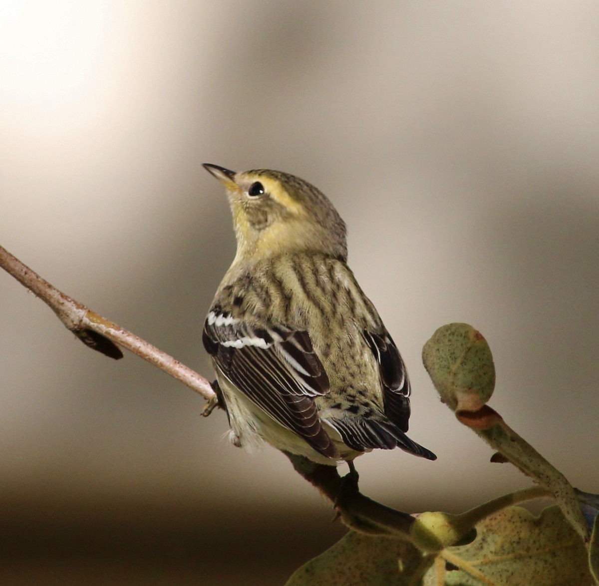 Blackburnian Warbler - ML51932081