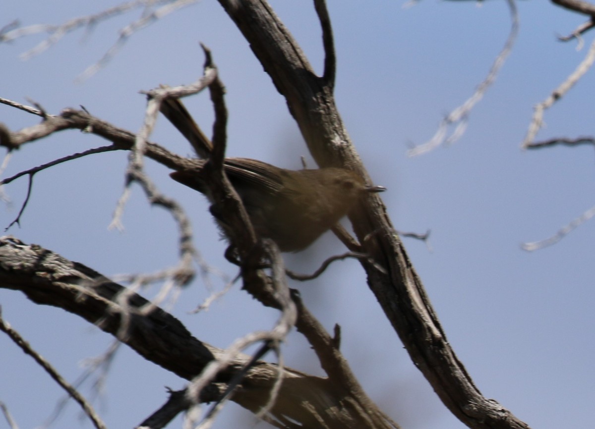 Shy Heathwren - Mel Mitchell