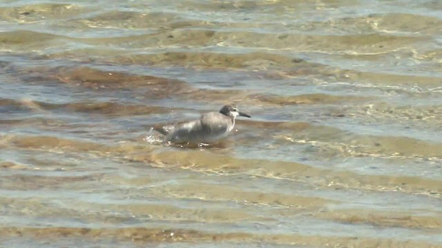 Red Knot - ML519320821