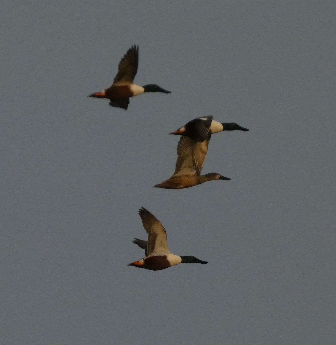 Northern Shoveler - ML519320921