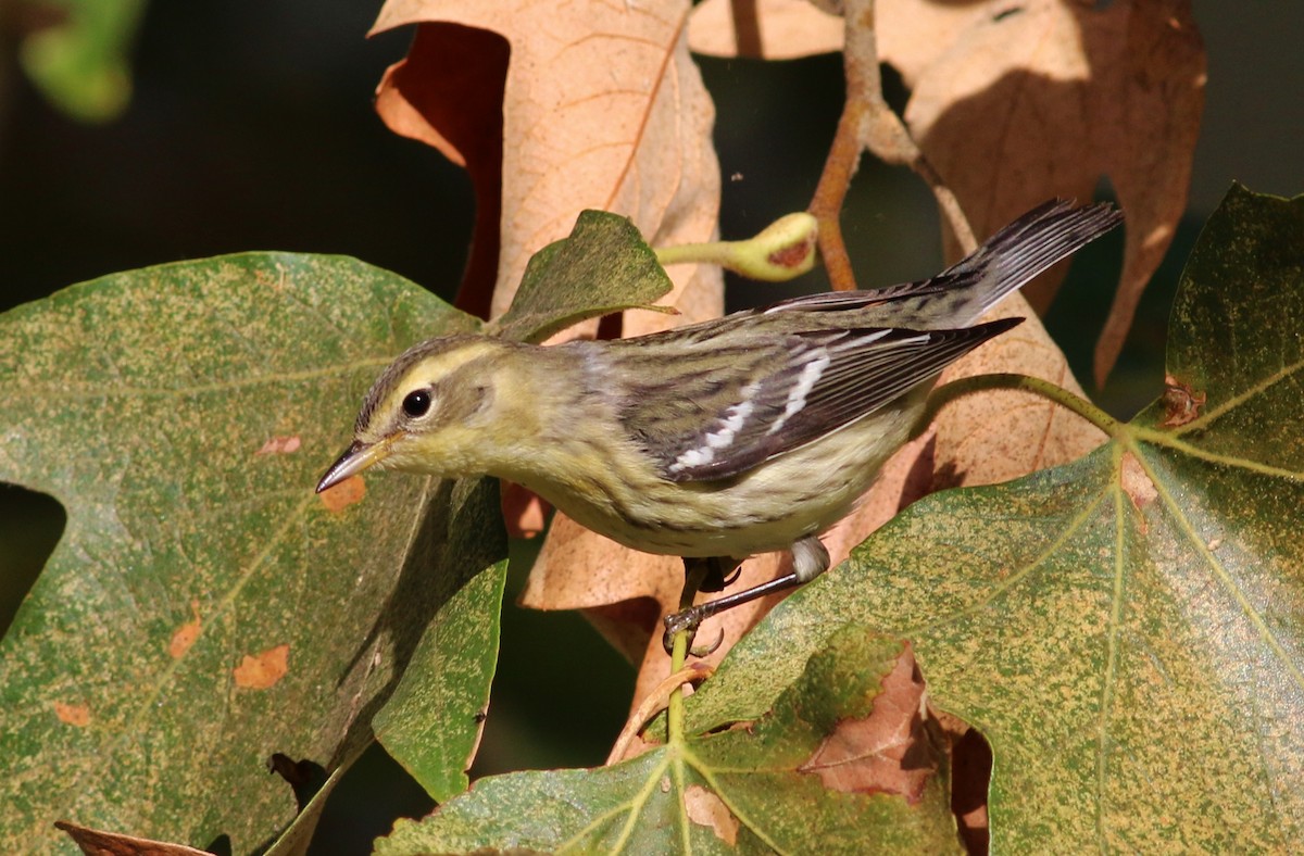 Blackburnian Warbler - ML51932121