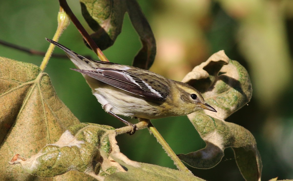 Blackburnian Warbler - ML51932191