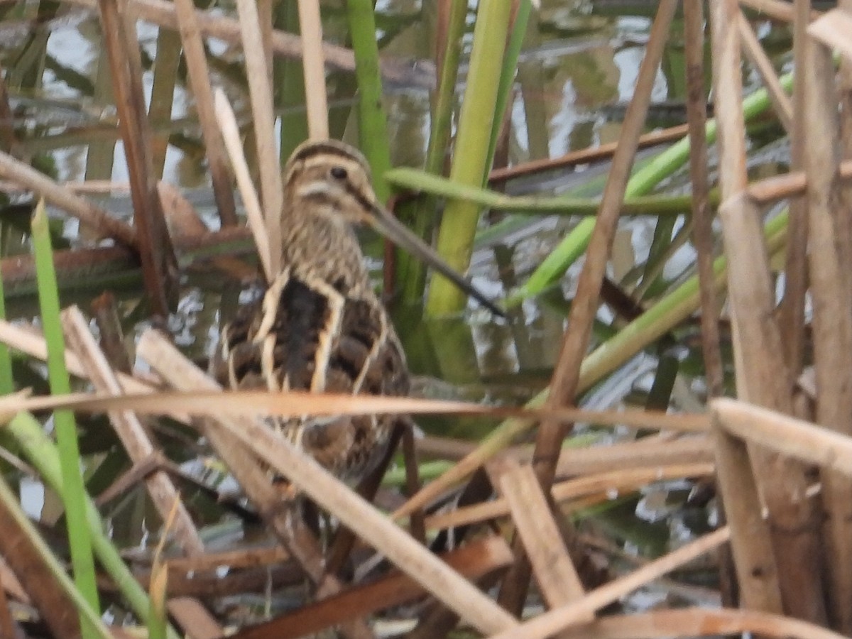 Common Snipe - ML519321981