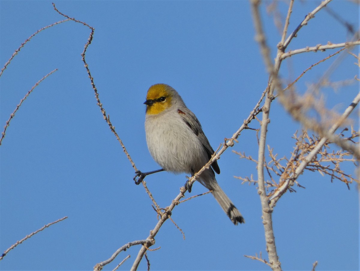 Pájaro Moscón Baloncito - ML519322081