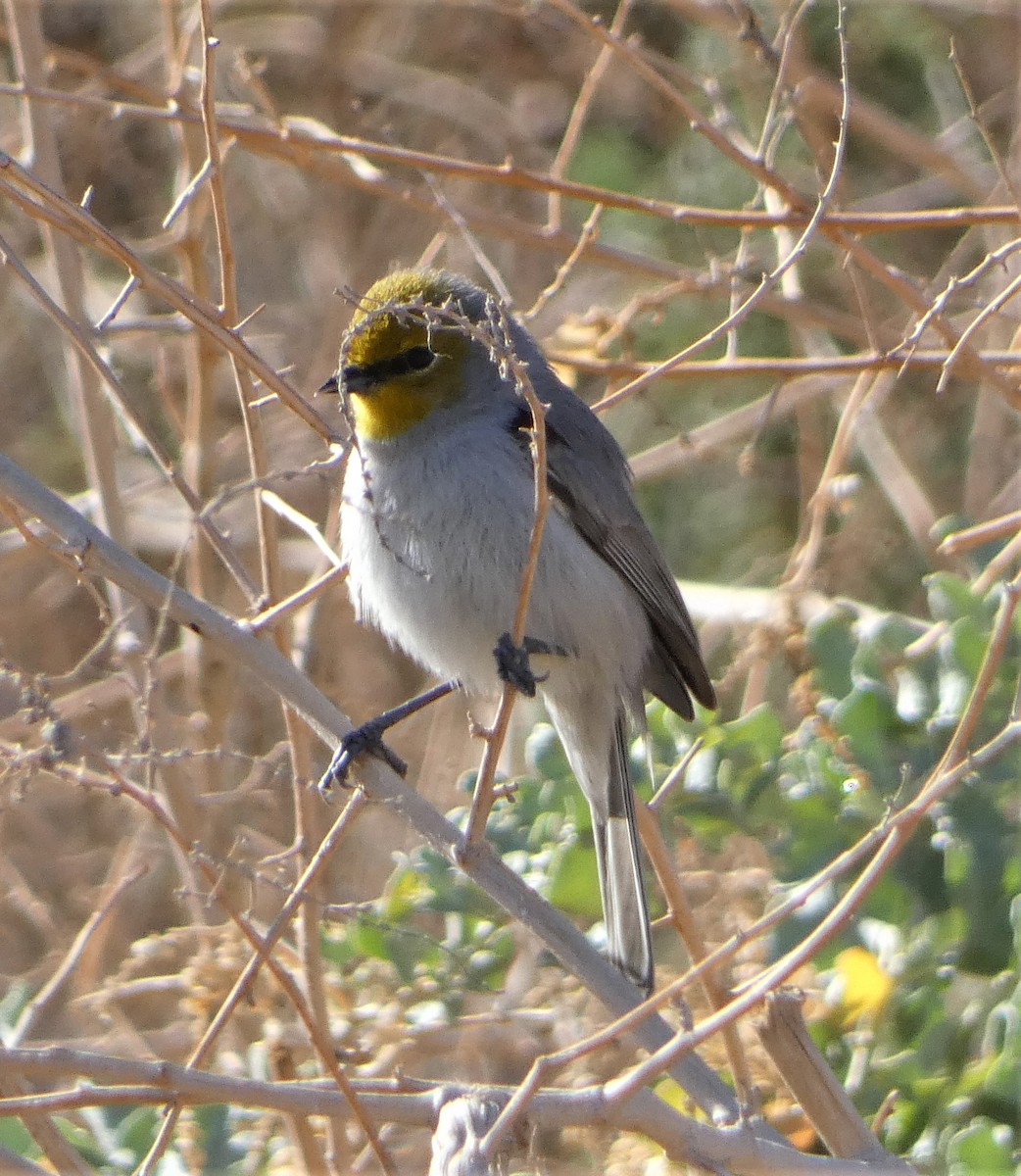 Pájaro Moscón Baloncito - ML519322101