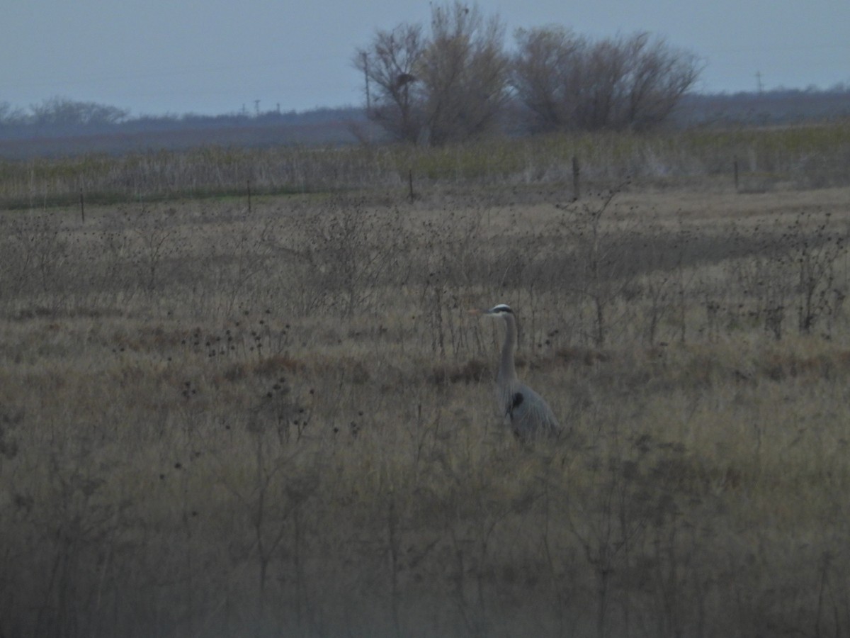 Great Blue Heron - ML519322211