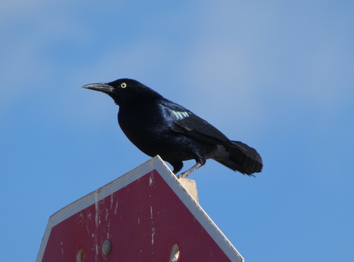 Great-tailed Grackle - ML519322301