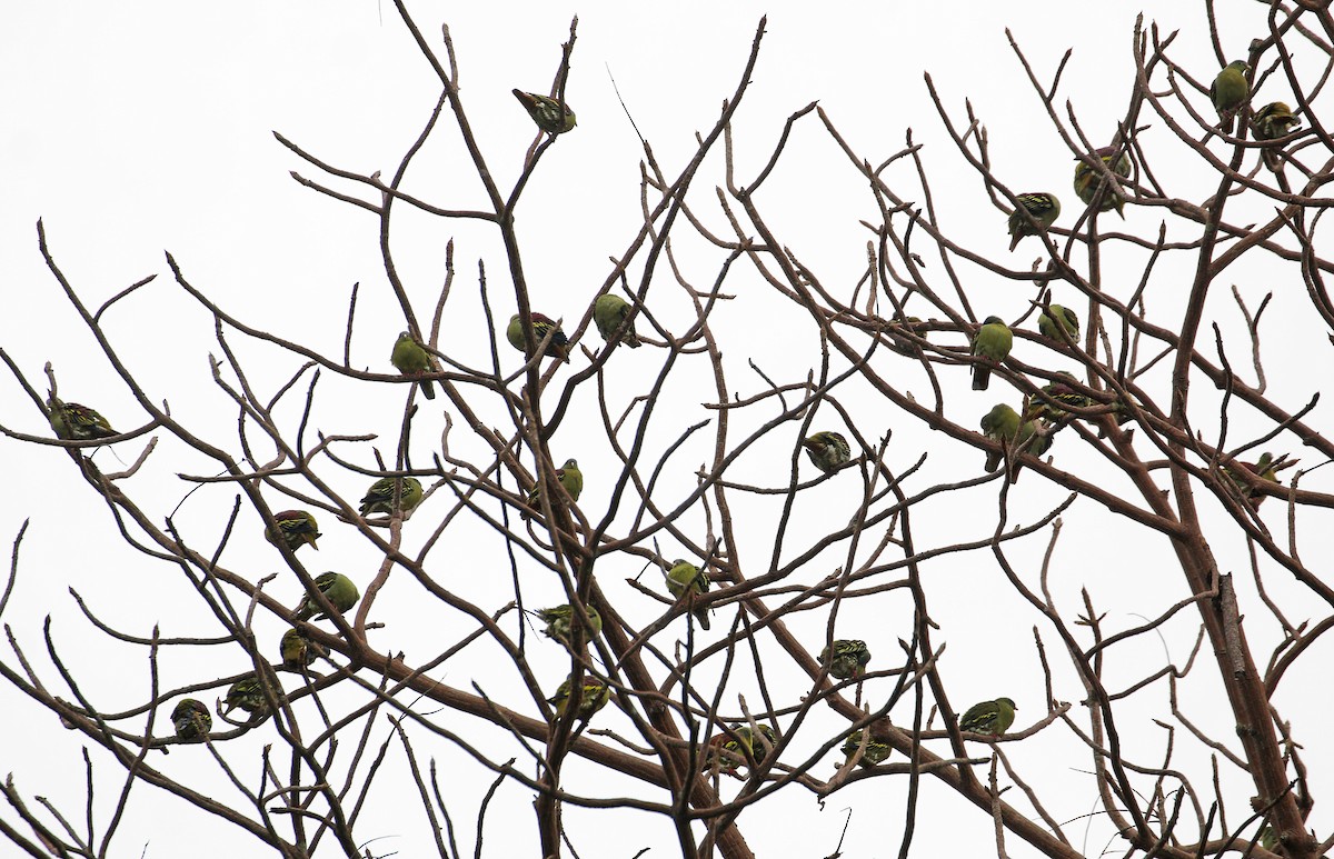 Thick-billed Green-Pigeon - ML519322351