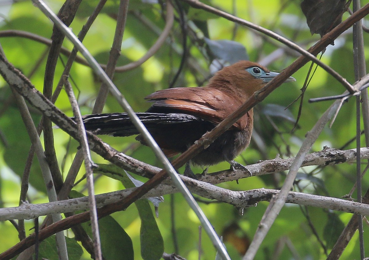 Raffles's Malkoha - ML519322421