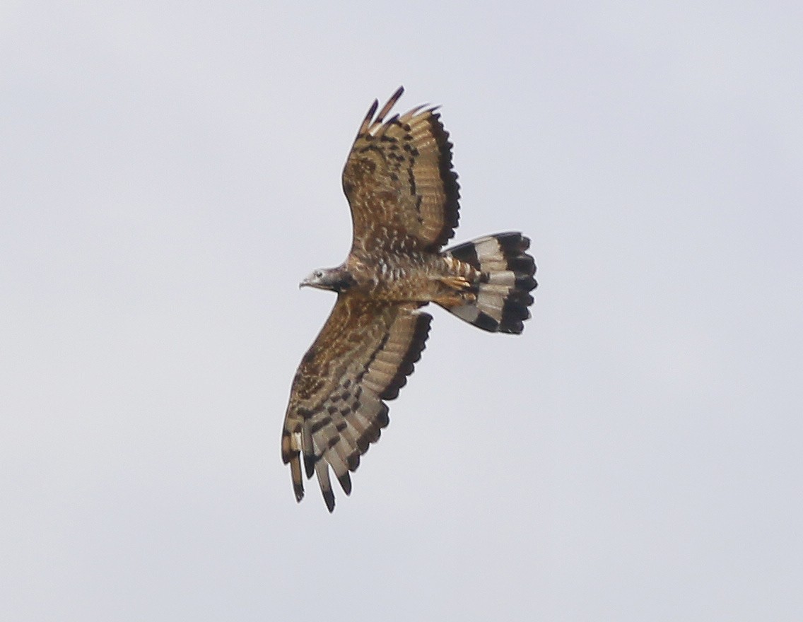 Oriental Honey-buzzard - ML519322521