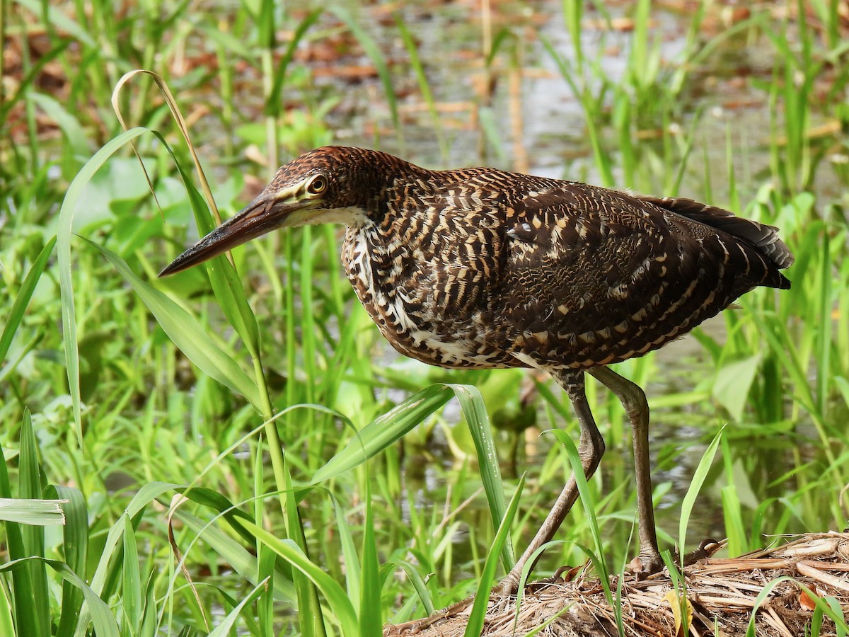 Rufescent Tiger-Heron - ML519322661