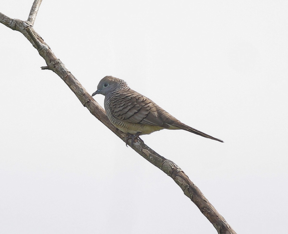 Zebra Dove - ML519323891