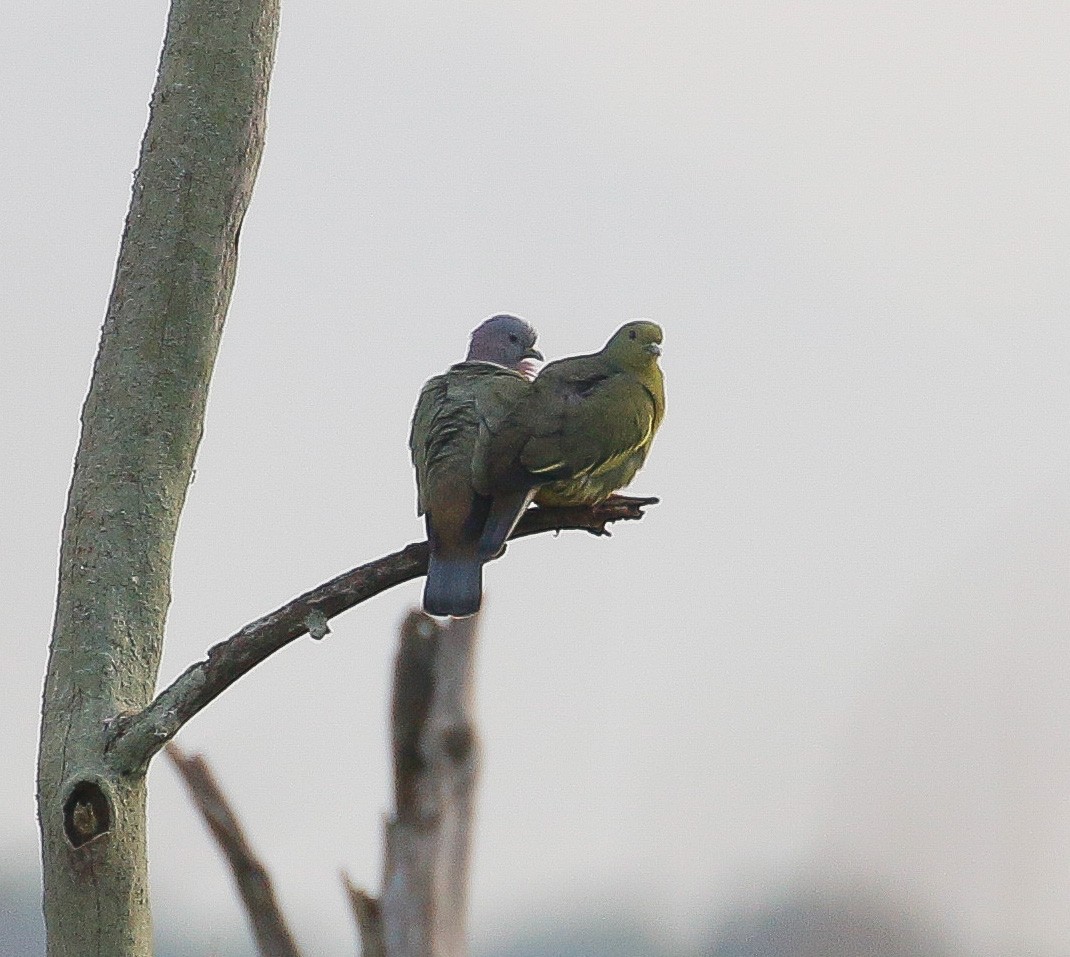 Pink-necked Green-Pigeon - Neoh Hor Kee