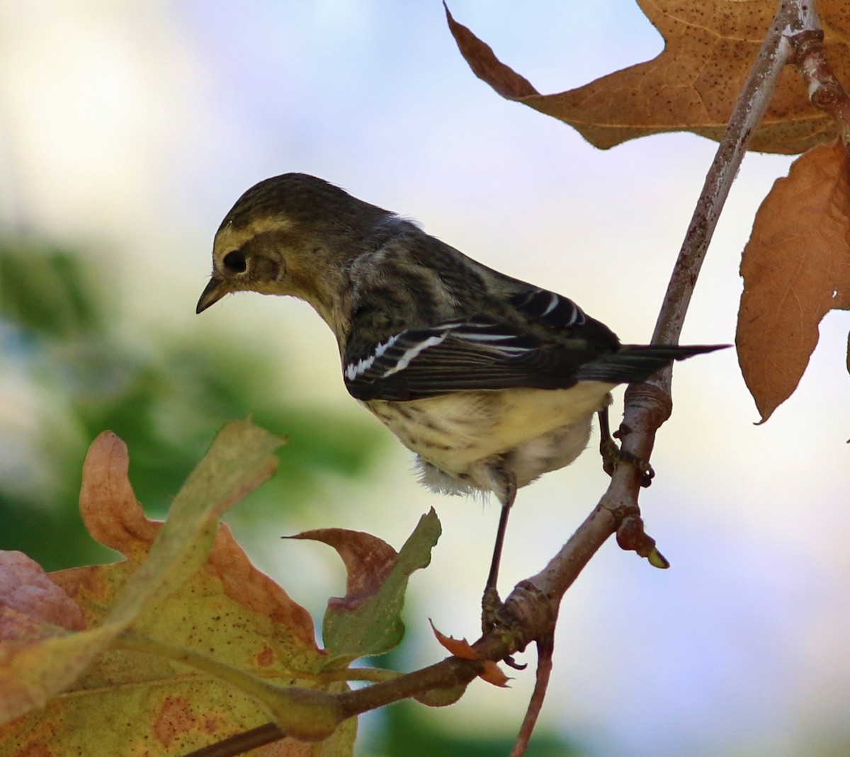 Blackburnian Warbler - Tom Benson