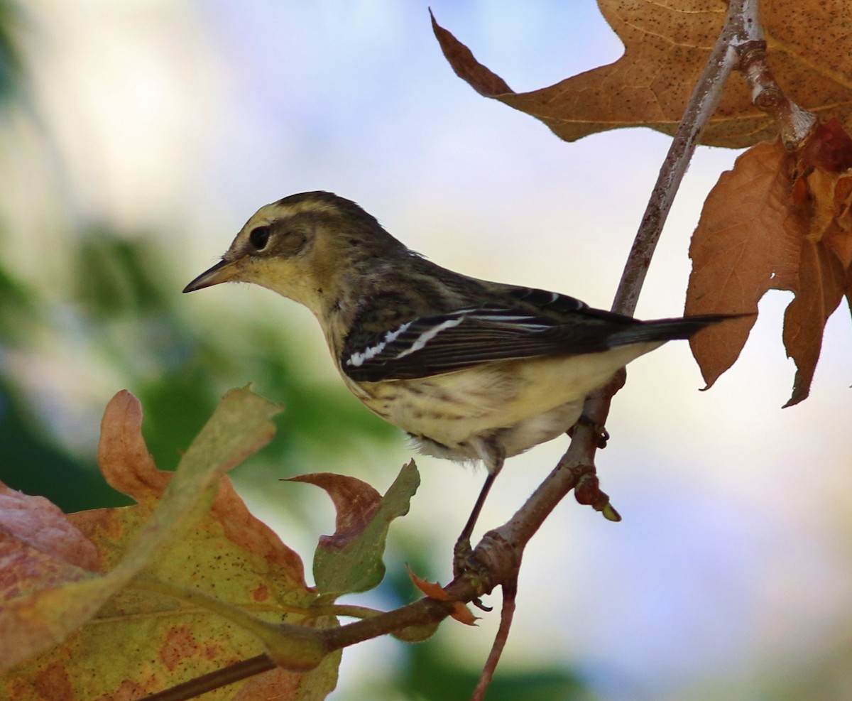 Blackburnian Warbler - Tom Benson