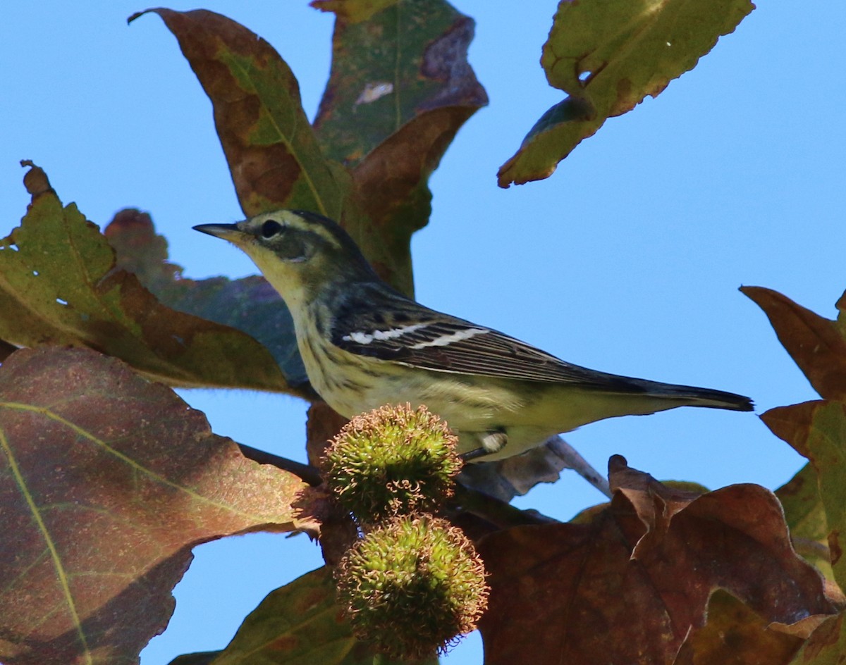 Blackburnian Warbler - ML51932631