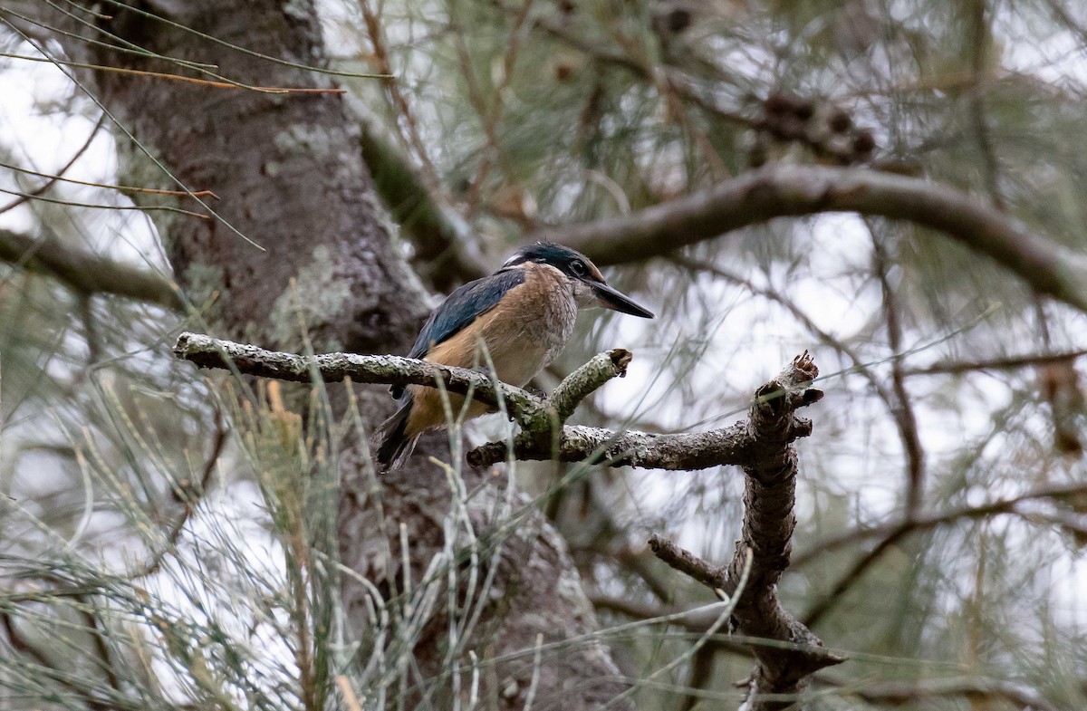 Sacred Kingfisher - Hickson Fergusson