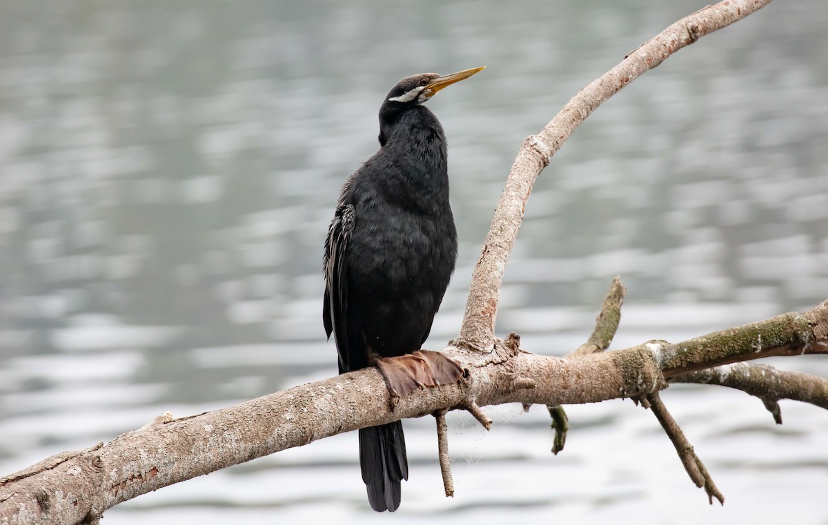 anhinga australská - ML519326961