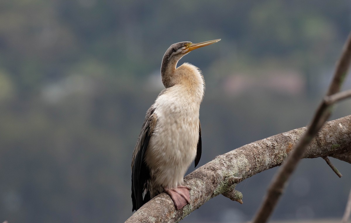 anhinga australská - ML519326971