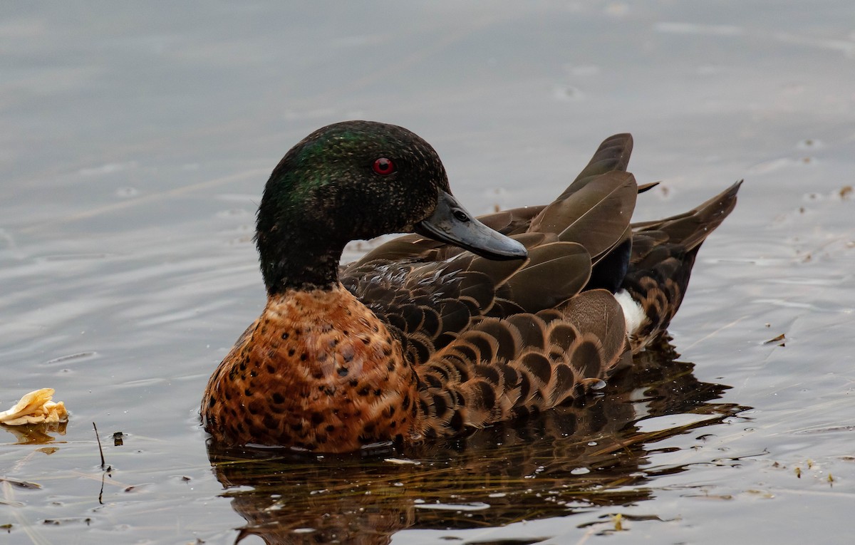 Chestnut Teal - Hickson Fergusson