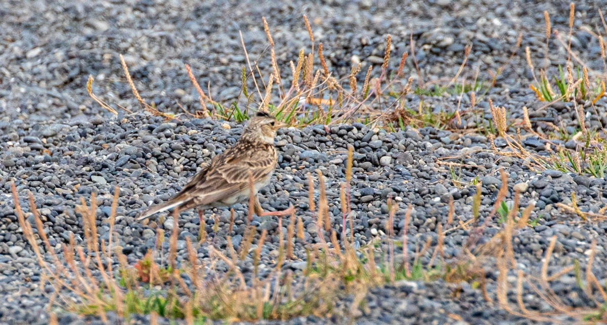 Eurasian Skylark - ML519328361