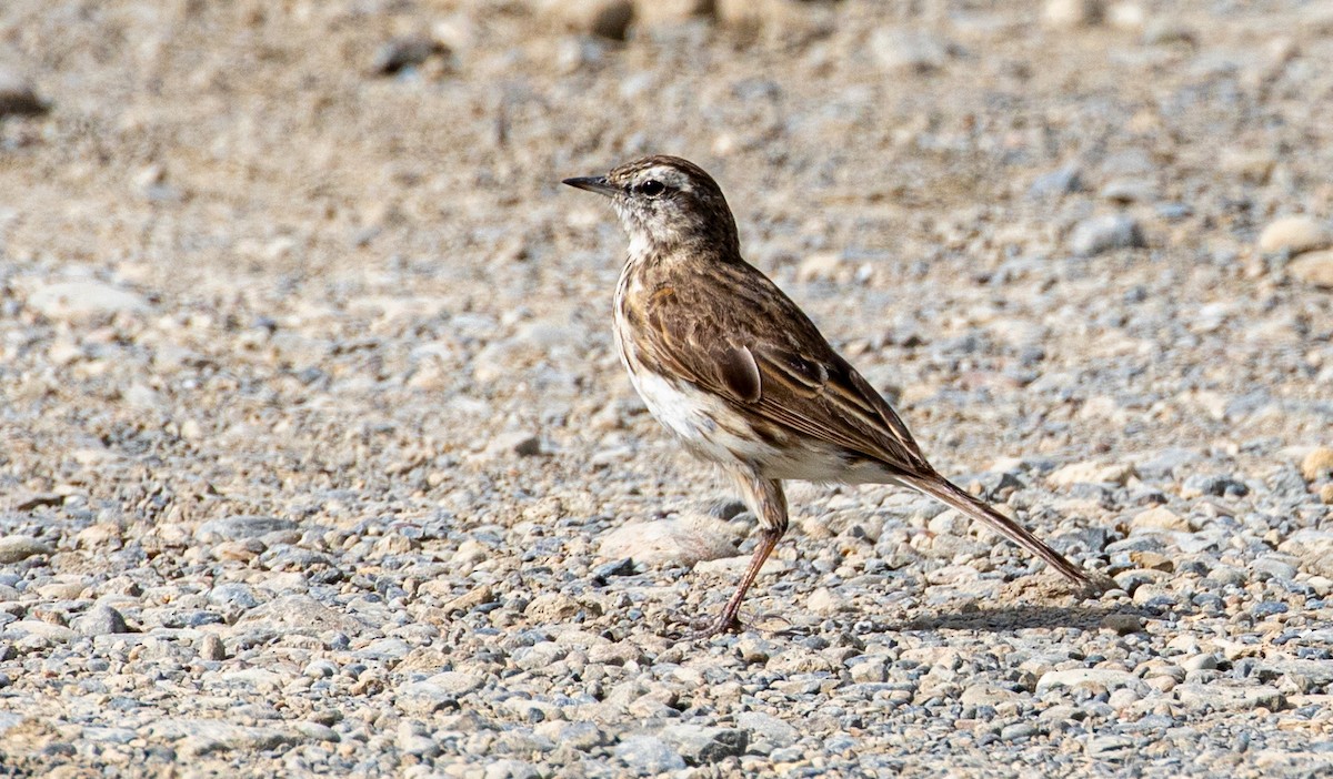 Pipit de Nouvelle-Zélande - ML519328371