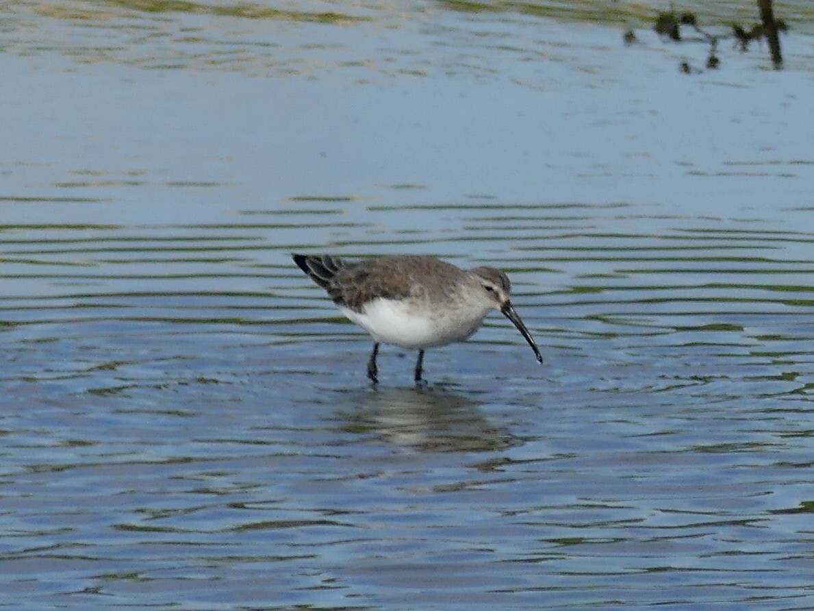 Curlew Sandpiper - ML519330821