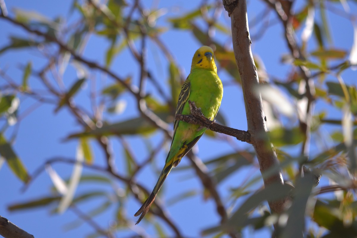 Budgerigar - ML519331651