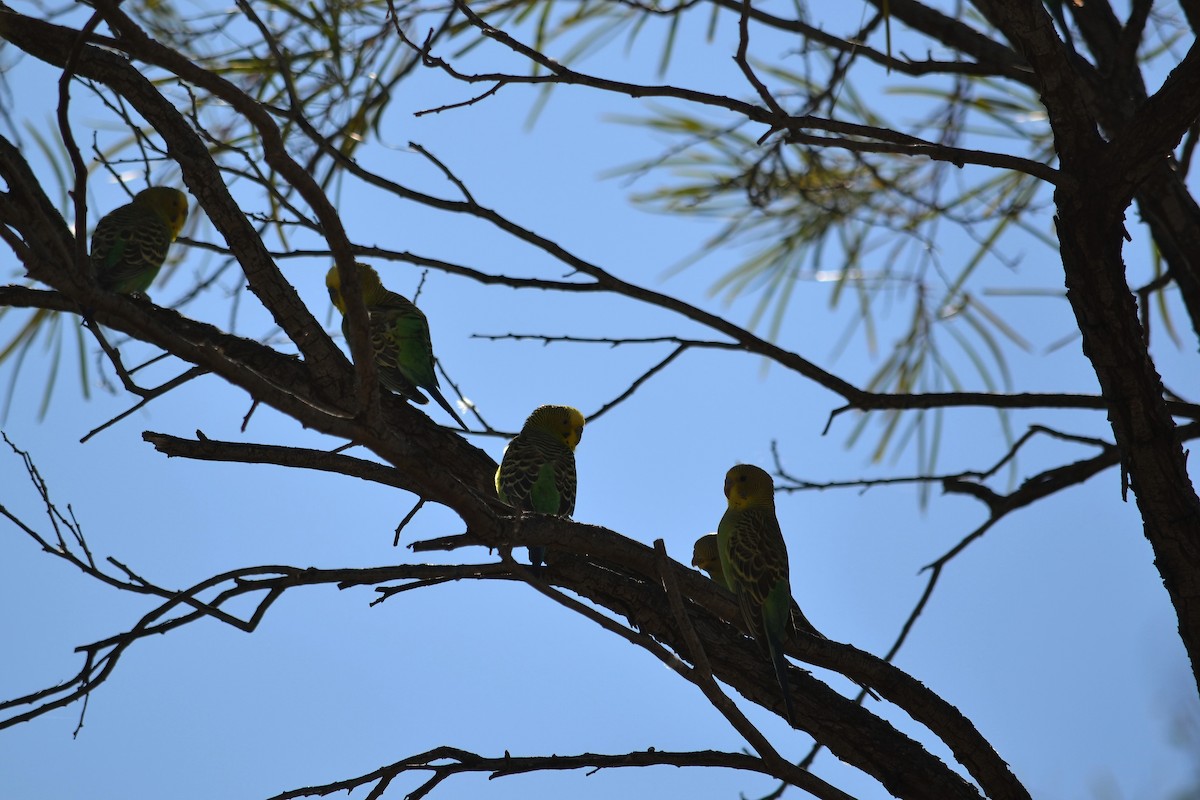 Budgerigar - ML519331661