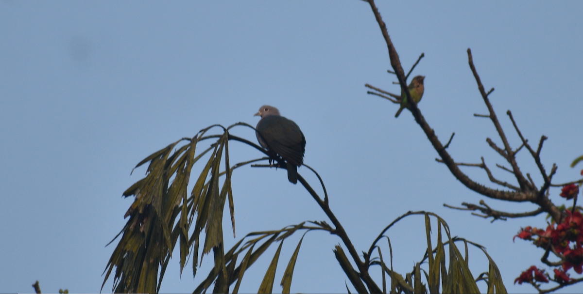 Green Imperial-Pigeon - ML519332861