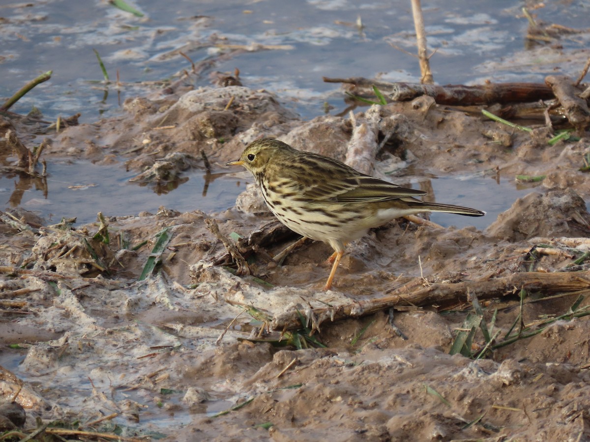 Meadow Pipit - ML519333091