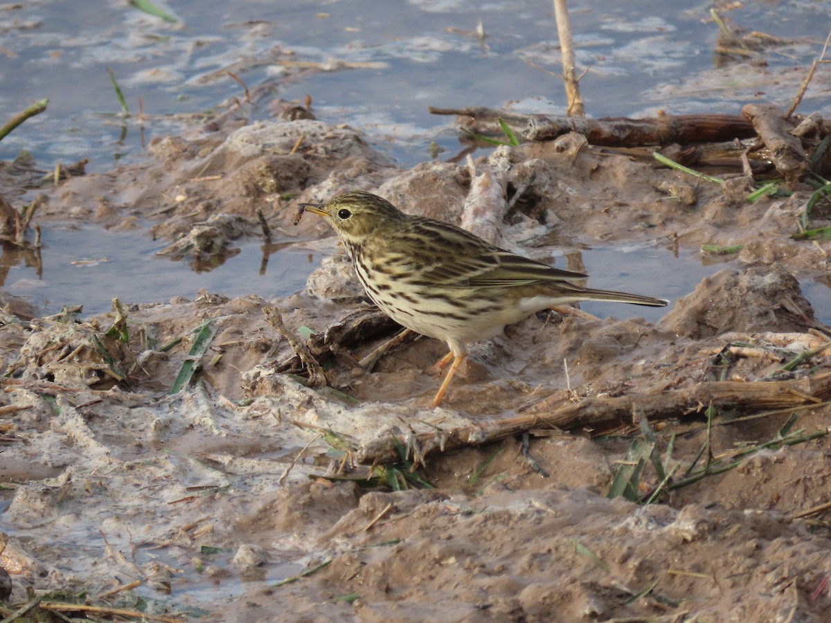 Meadow Pipit - ML519333211