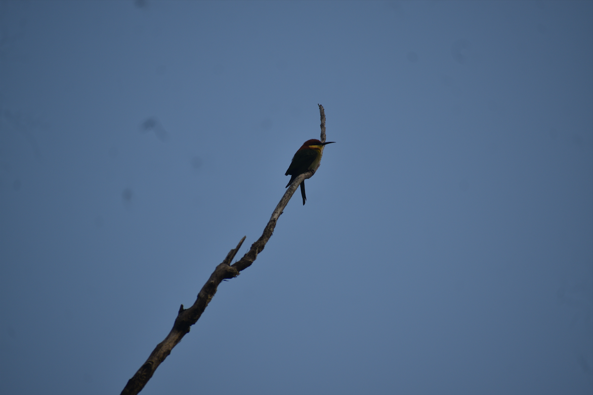 Chestnut-headed Bee-eater - ML519333841