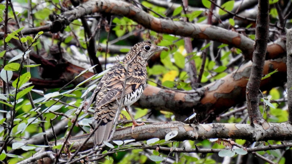 White's Thrush - ML519334401