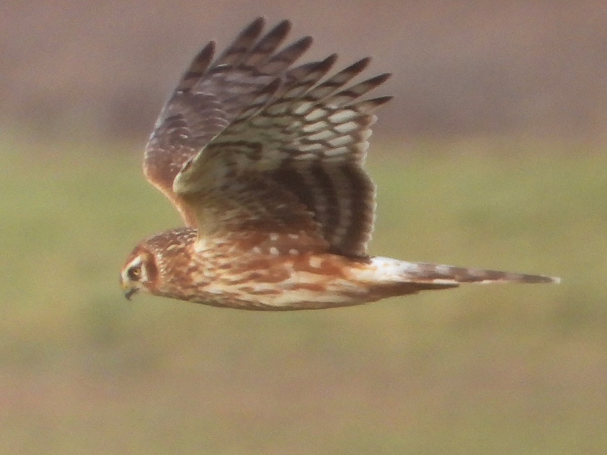 Hen Harrier - ML519335651