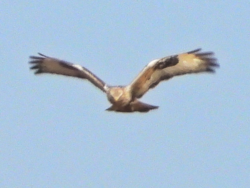 Rough-legged Hawk - ML519335761