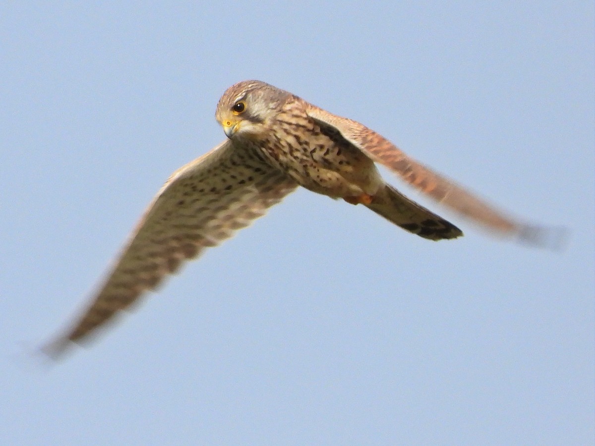 Eurasian Kestrel - ML519335881