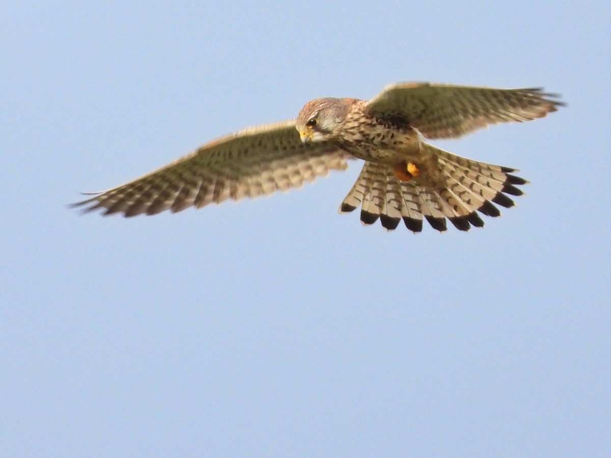 Eurasian Kestrel - ML519335891