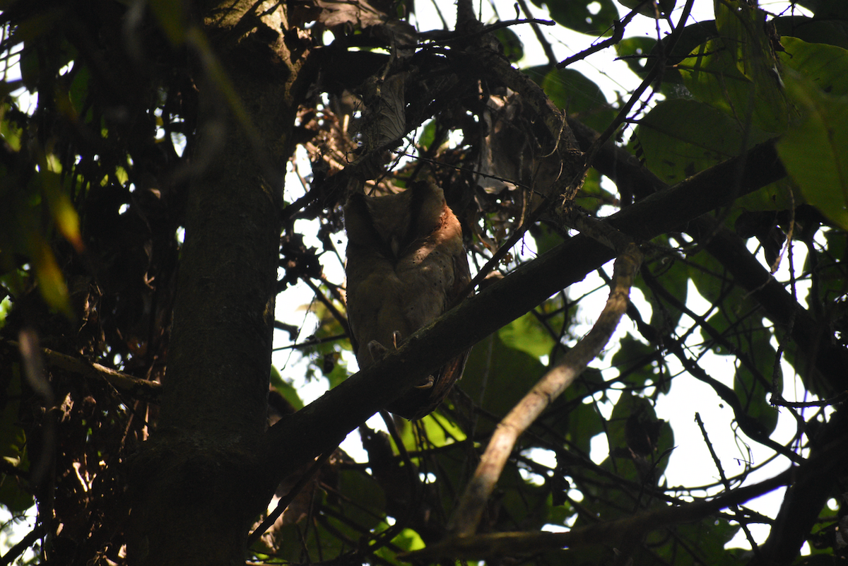 Sri Lanka Bay-Owl - ML519337311