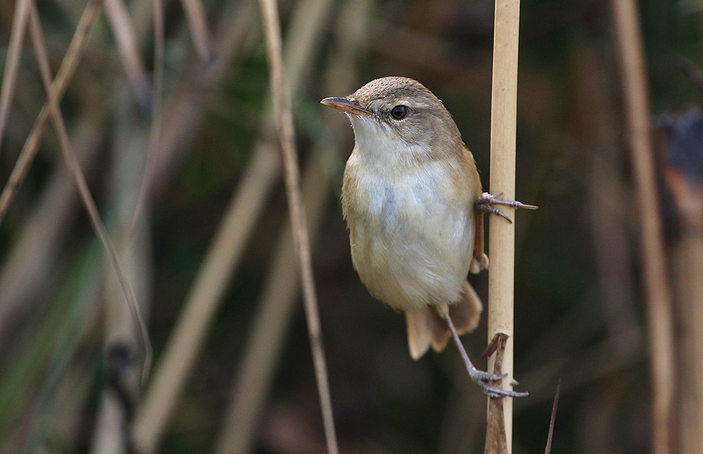 Oriental Reed Warbler - ML519337611