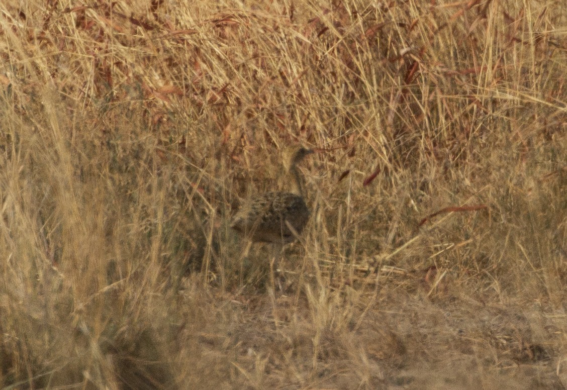 Lesser Florican - ML519337891