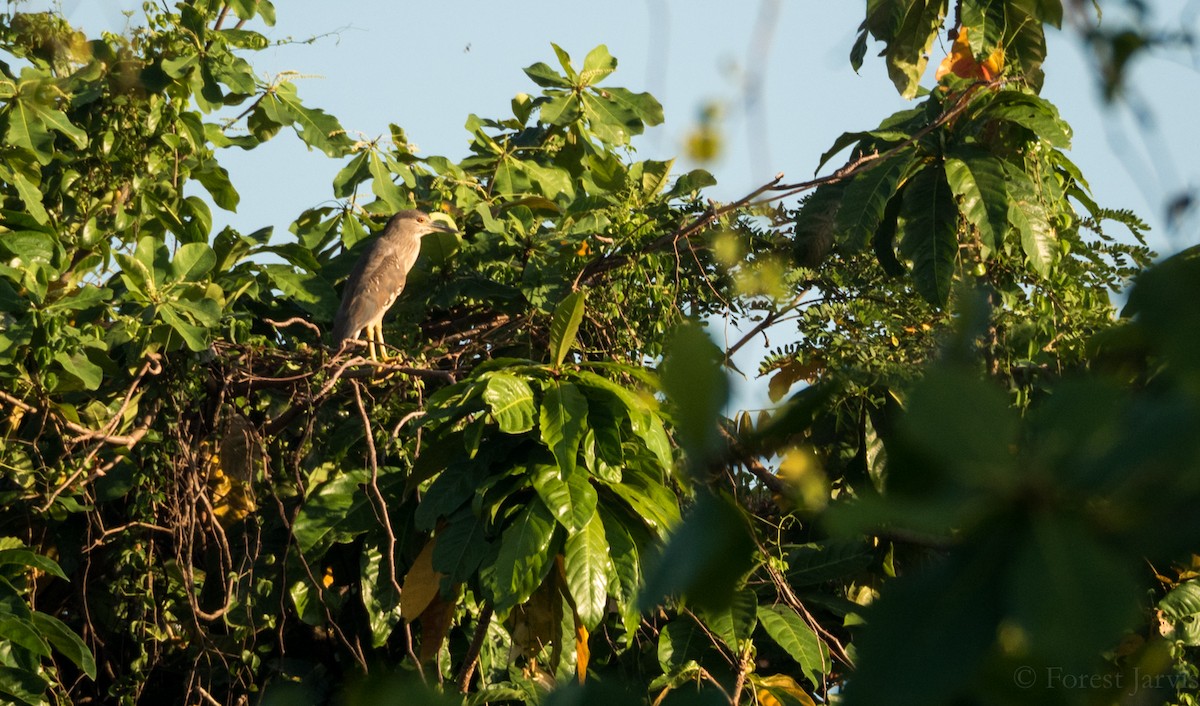 Martinete Común - ML51933841