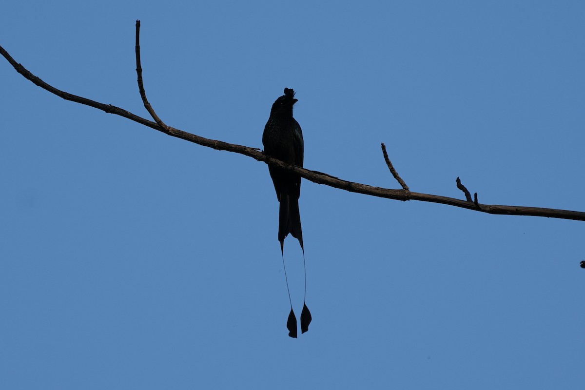 Greater Racket-tailed Drongo - ML519338741