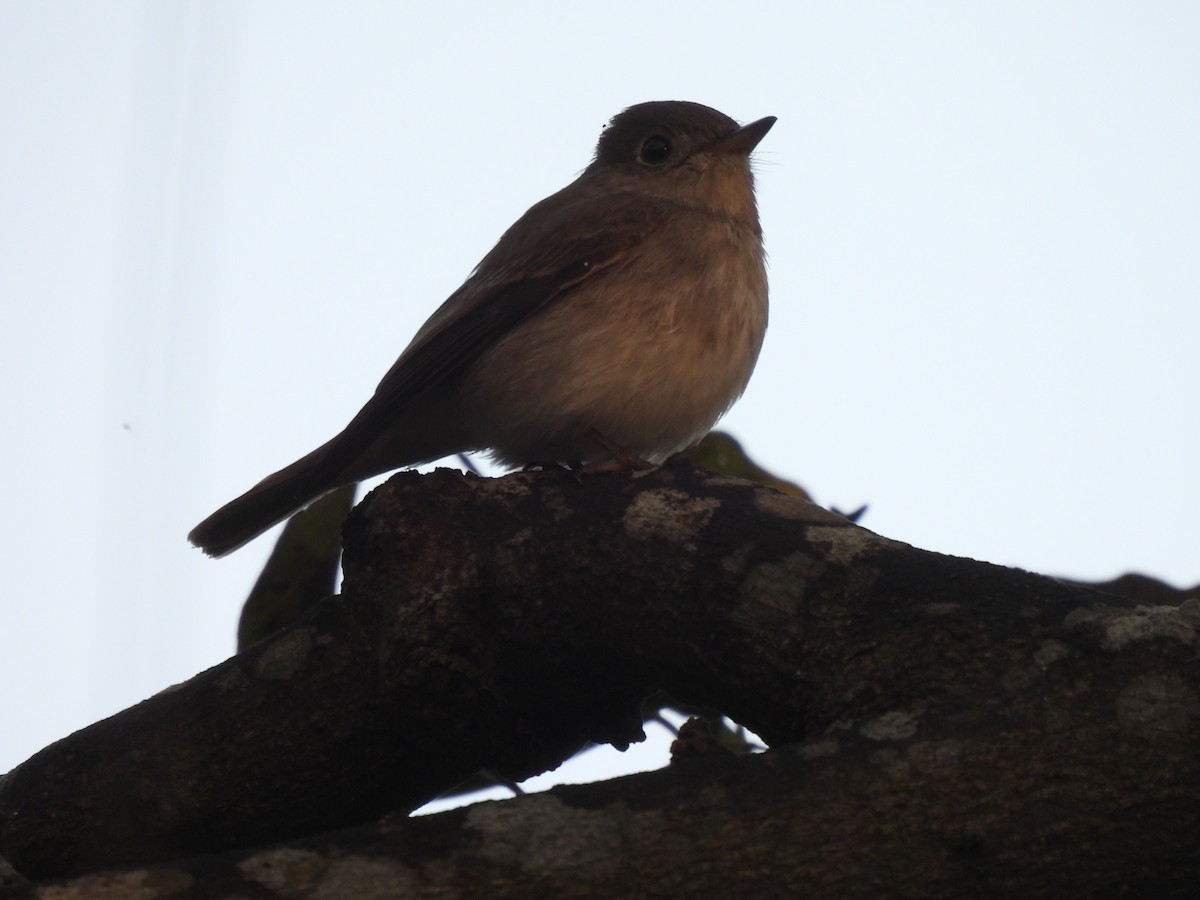 Asian Brown Flycatcher - Mahathi Narayanaswamy
